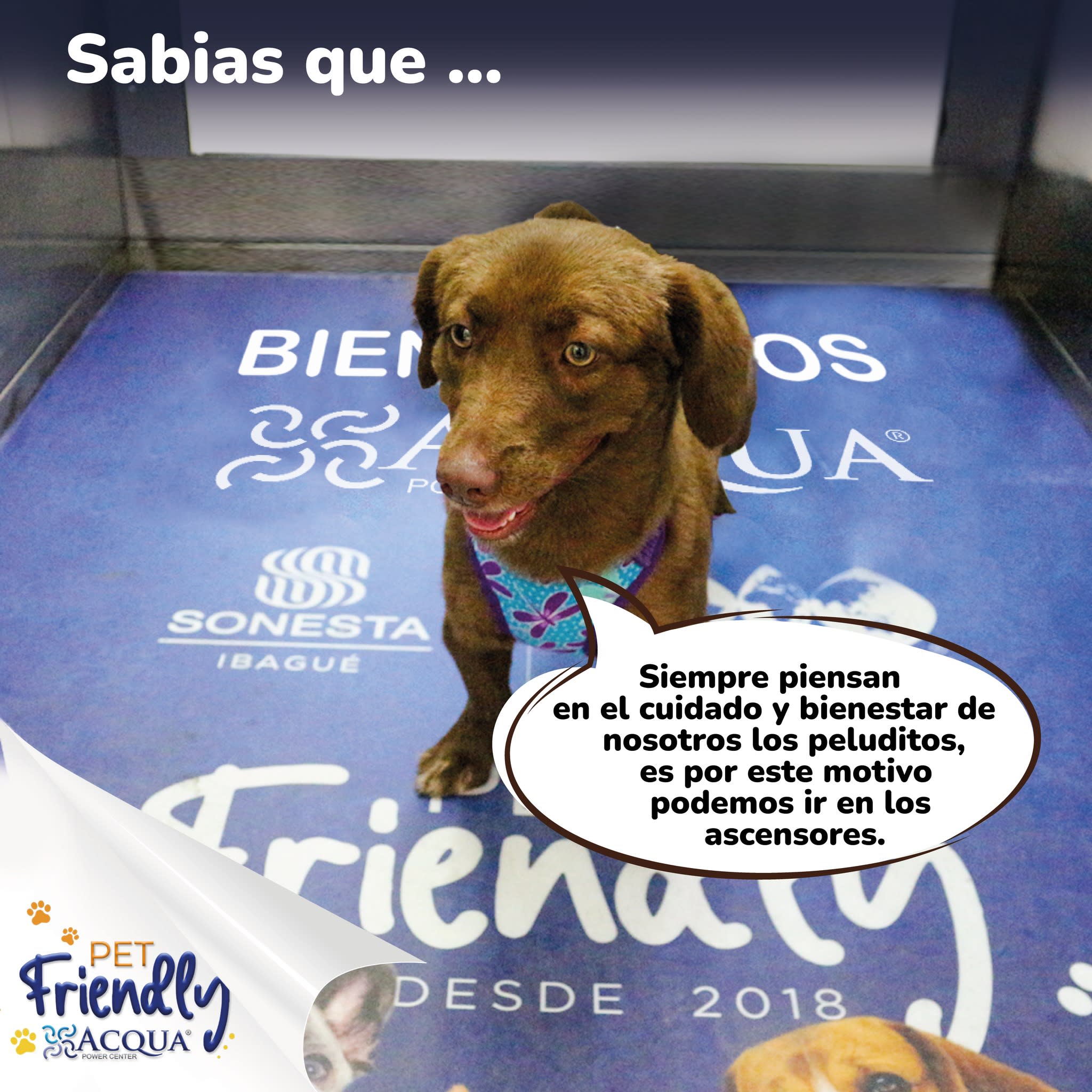 zonas pet 1